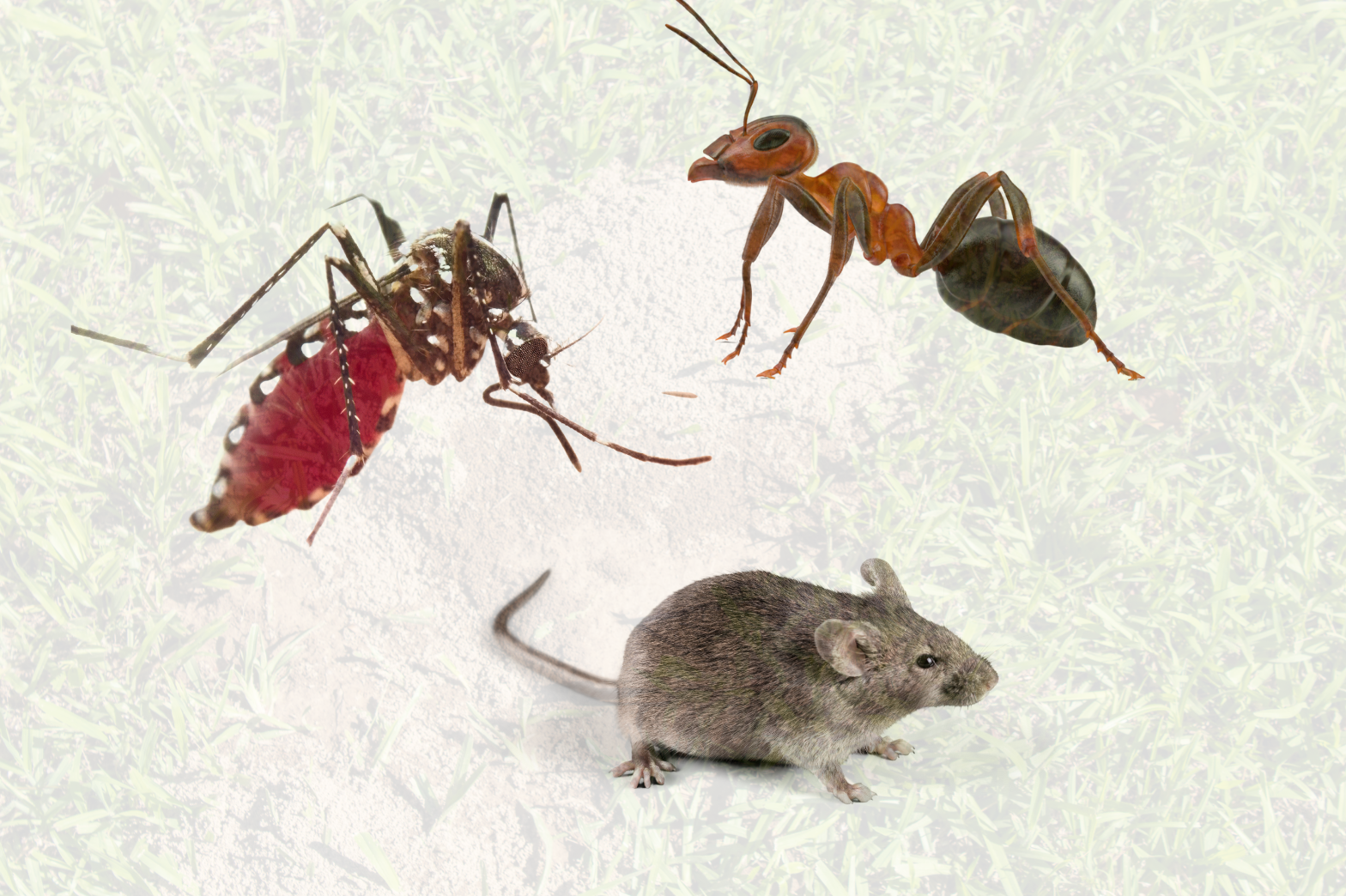 กำจัดสัตว์พาหะ